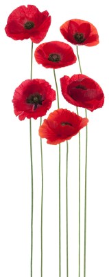 Ρολλοκουρτίνα ψηφιακής εκτύπωσης με ύφασμα μερικής συσκότισης, Φύση 20