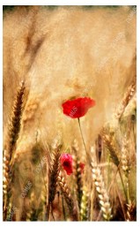 Ρολλοκουρτίνα ψηφιακής εκτύπωσης με ύφασμα μερικής συσκότισης, Art 335