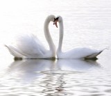 Ρολλοκουρτίνα ψηφιακής εκτύπωσης με ύφασμα μερικής συσκότισης, Φύση 80